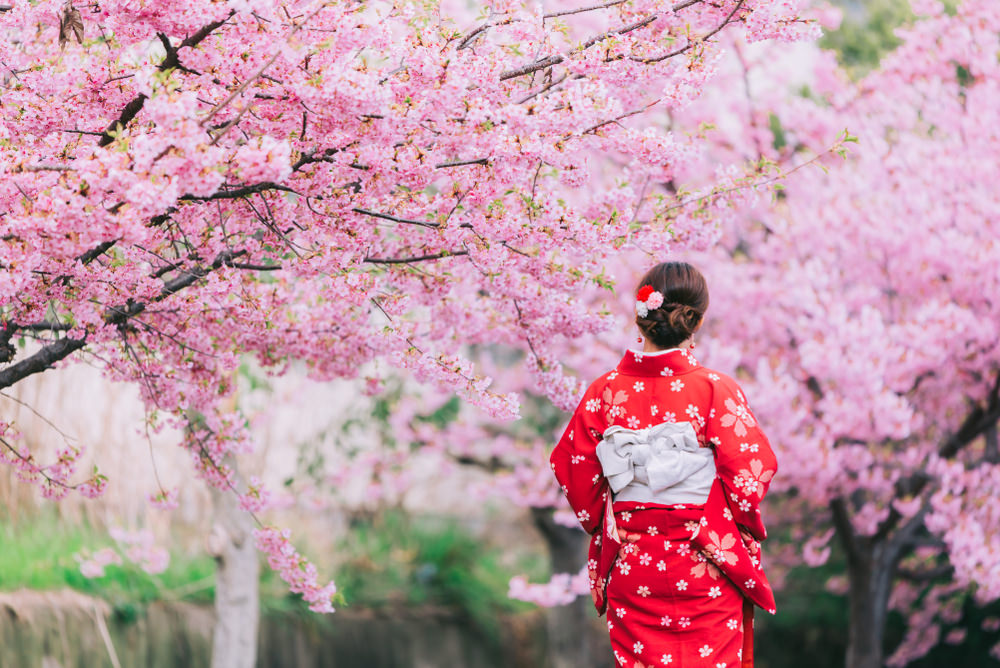 Sakura çiçeği