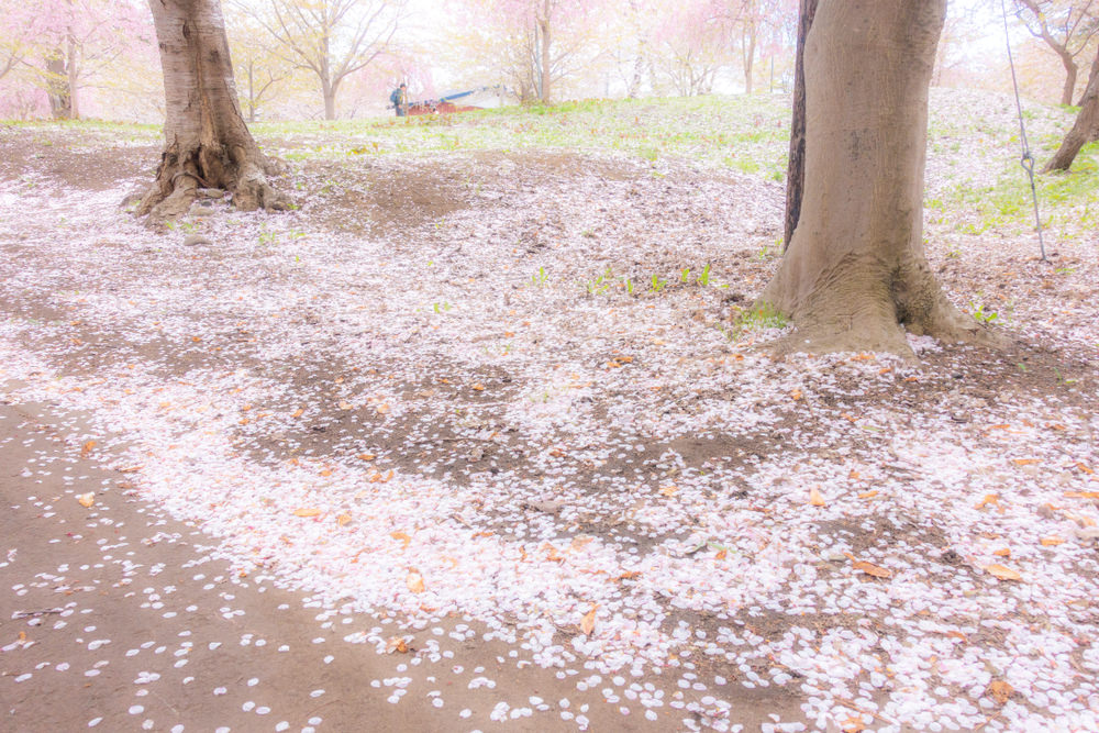 Sakura cazibesi