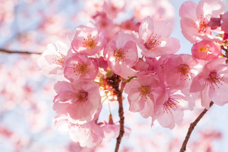 Sakura çiçeği