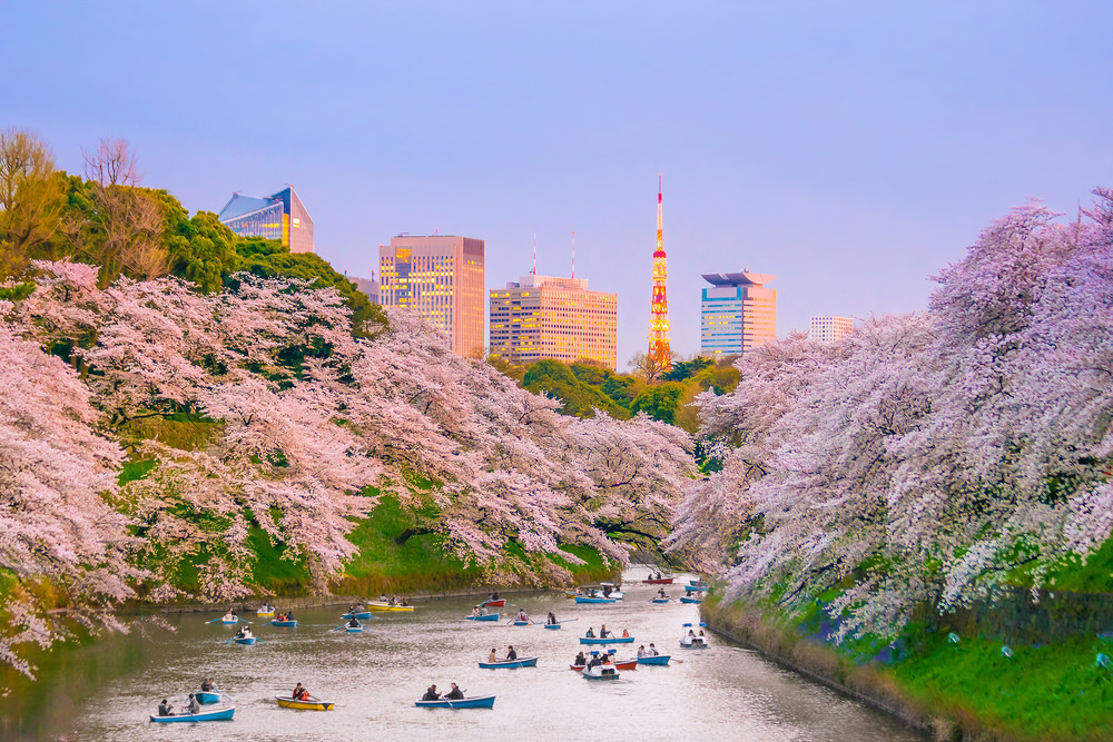 Sakura ağaçları ve manzara