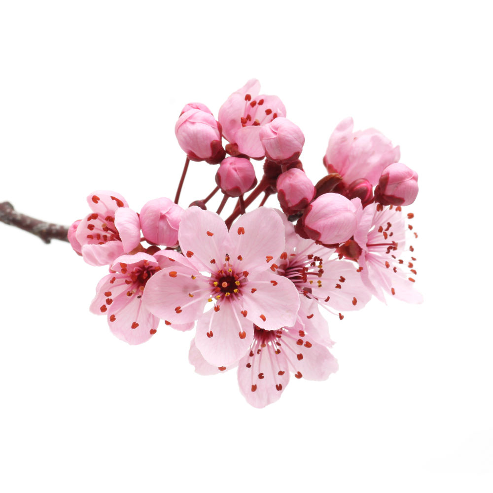 Sakura kiraz çiçeği