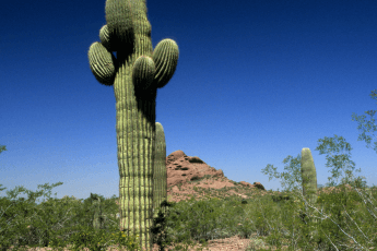 Dünyanın en büyük kaktüsleri Saguaro