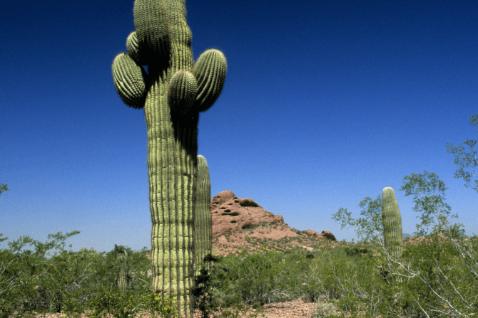 Dünyanın en büyük kaktüsleri Saguaro
