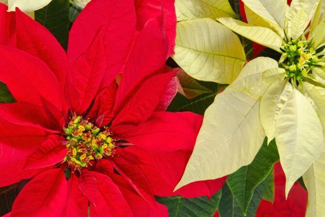 Poinsettia
