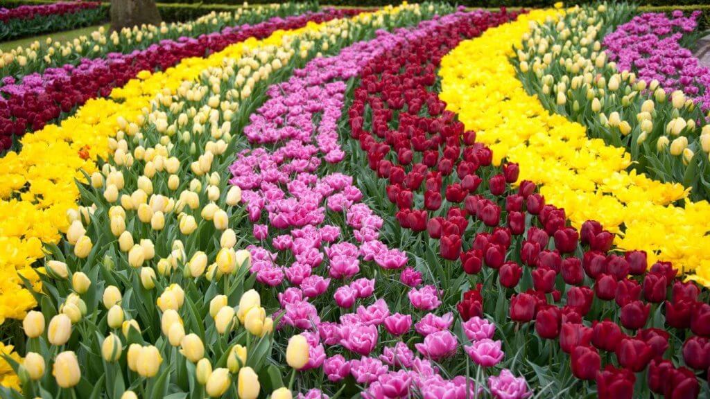 Keukenhof - Dünyanın en güzel bahçeleri