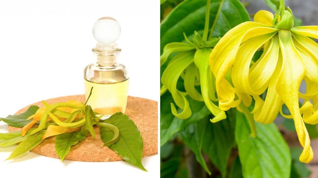 Parfüm bitkileri-Ylang ylang