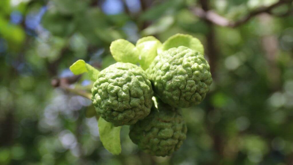 Parfüm bitkileri -bergamot