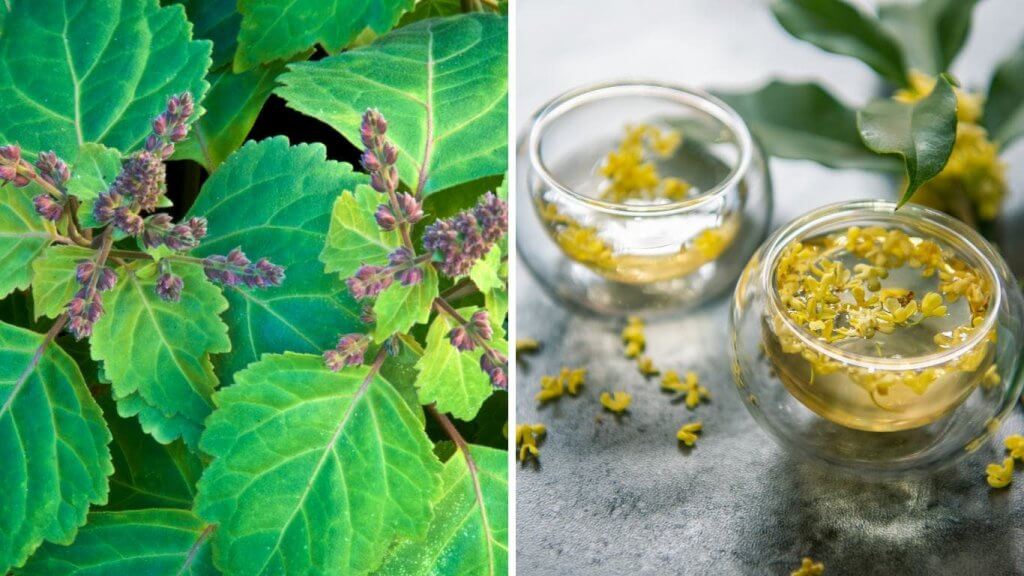 Osmanthus