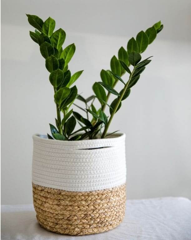 ZZ Bitkisi (zamioculcas zamiifolia)