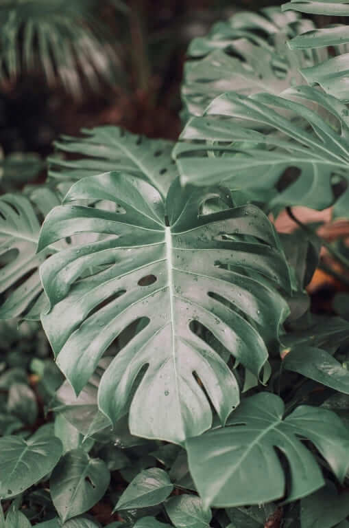 monstera_dikey